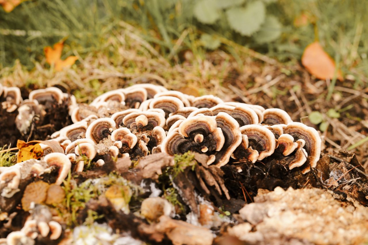 Striped turkey tail mushrooms on a forest floor