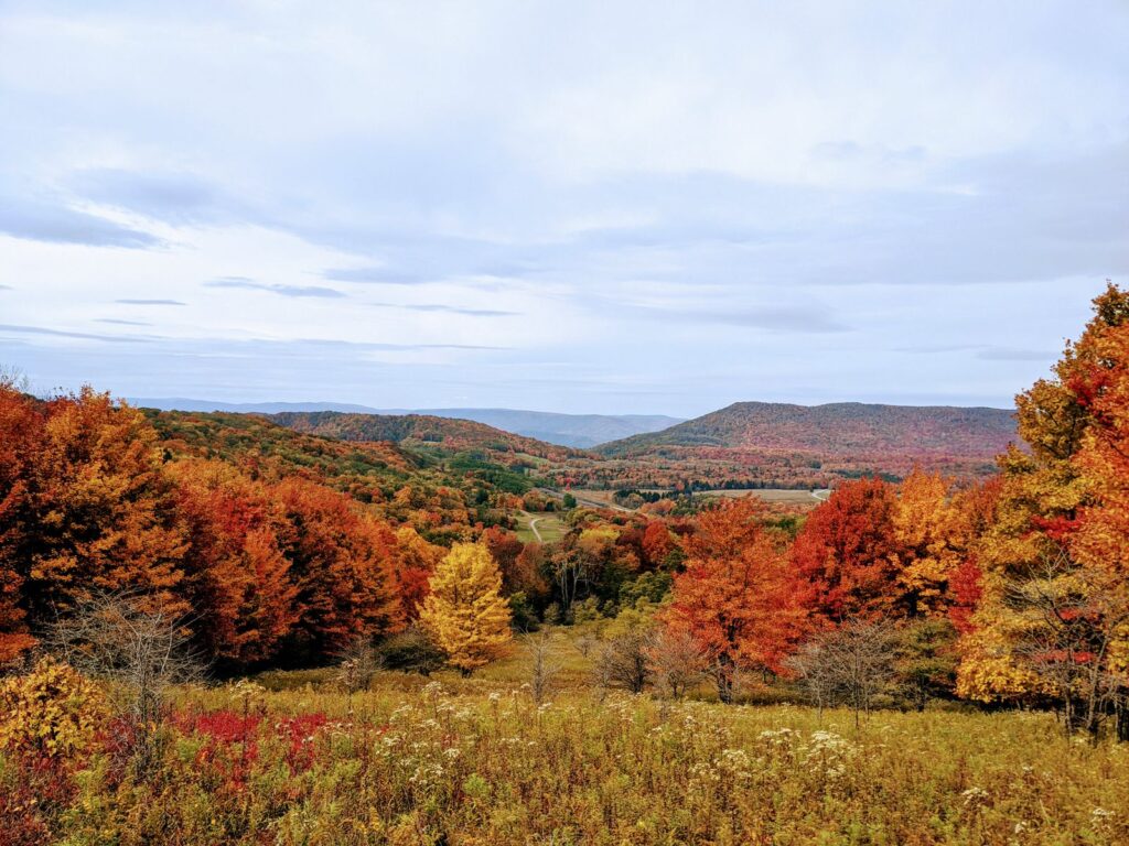 Panoramic view of vibrant autumn foliage in the rolling hills of Davis, West