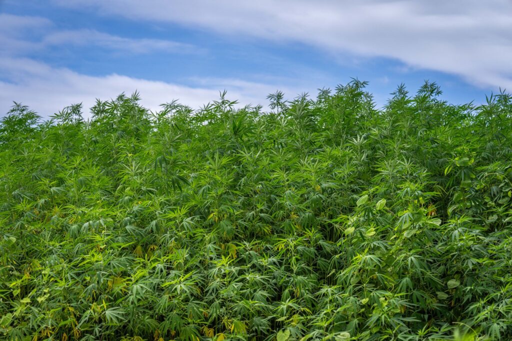 Cannabis plants