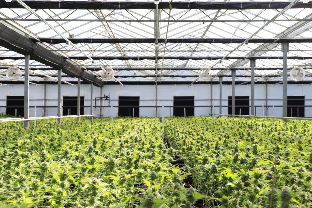 Cannabis plants