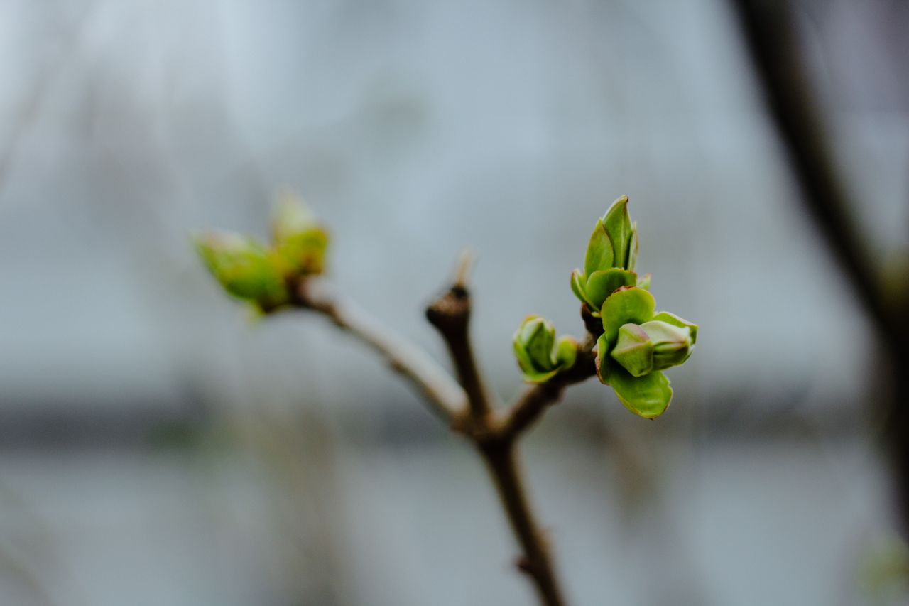 Budding branches with fresh green leaves